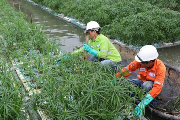 cây thủy sinh làm giảm ô nhiễm nguồn nước