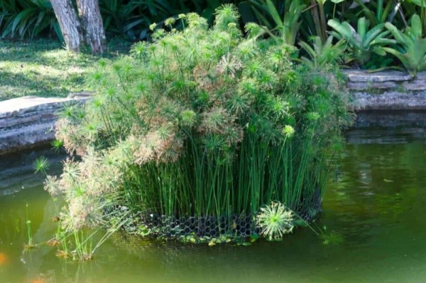 cây thủy sinh lọc nước