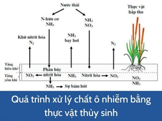 quy trình xử lý ô nhiễm nguồn nước bằng thủy sinh