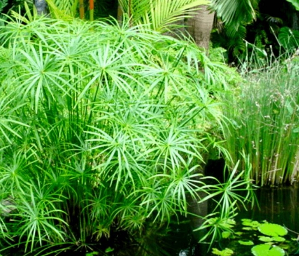 cây thủy trúc